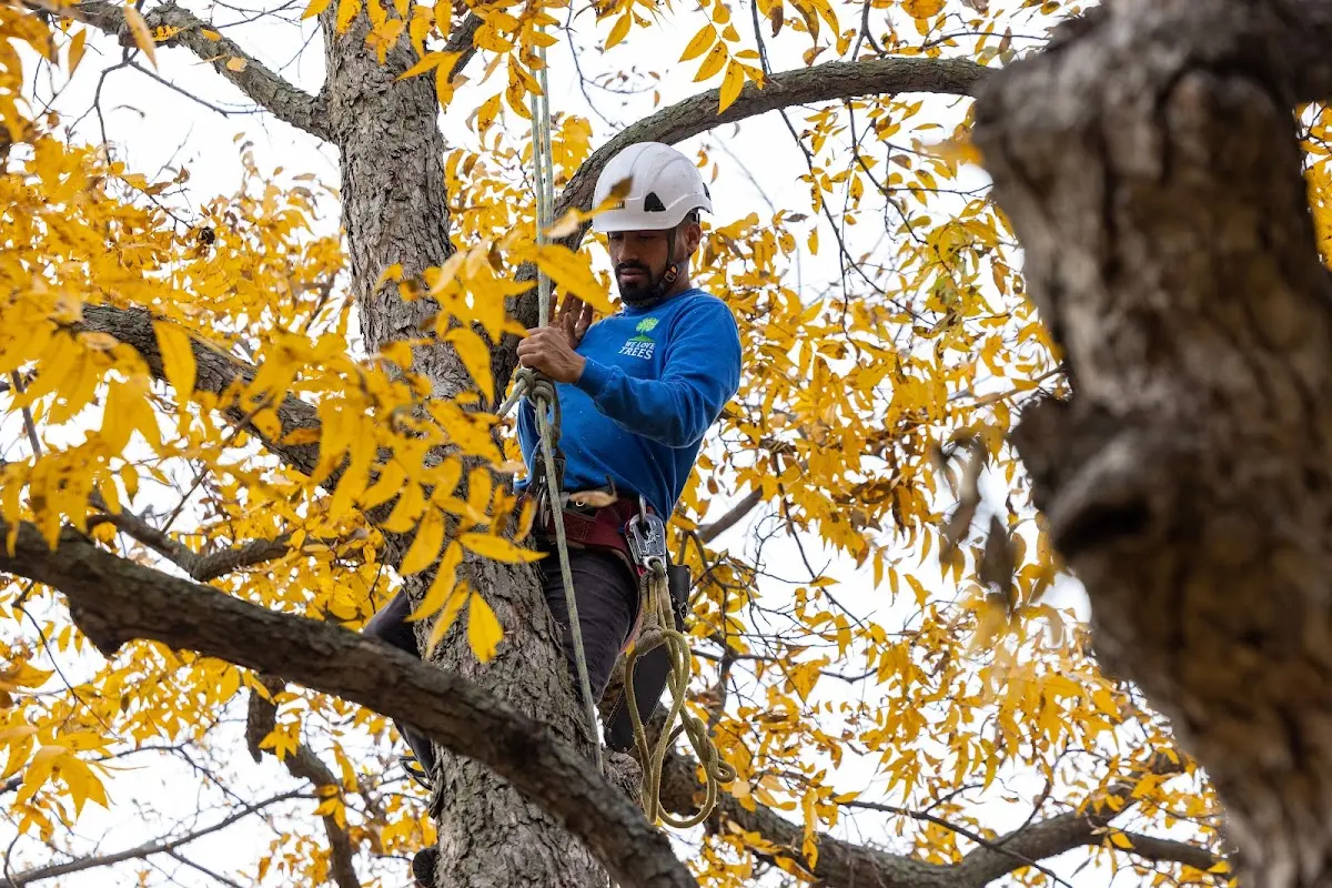 Skilled Tree Planting crew working in Stony Point